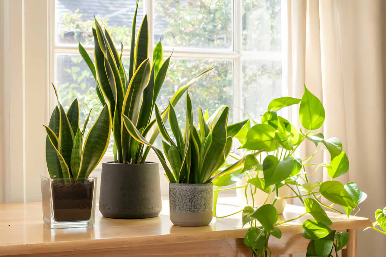 Select the Right Plants For Home in Canada