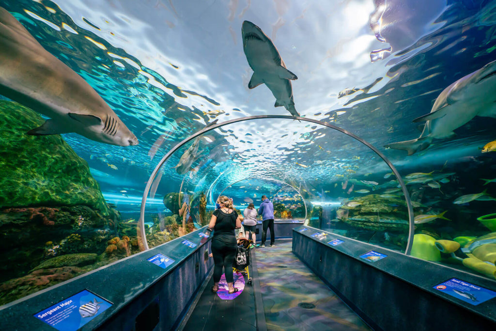 Experience Marine Life at the Ripley’s Aquarium of Canada