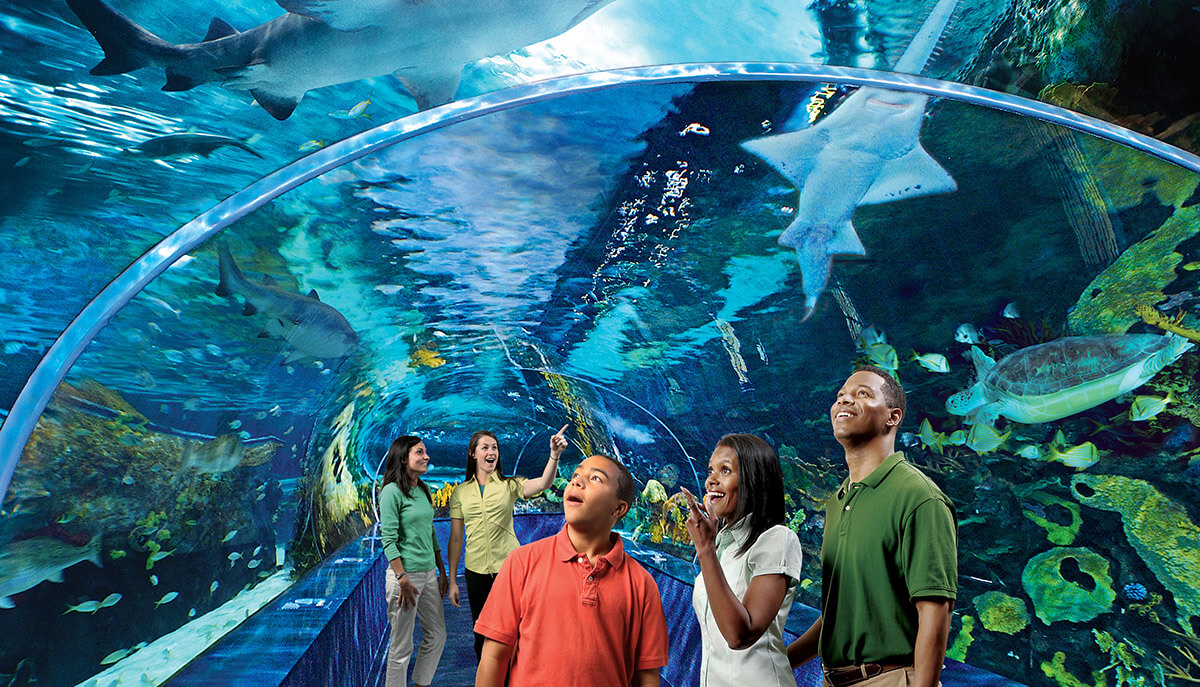 Go Underwater at Ripley’s Aquarium in Toronto